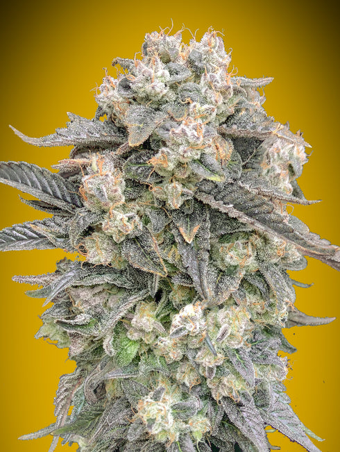 00 Seeds - Auto Mimosa