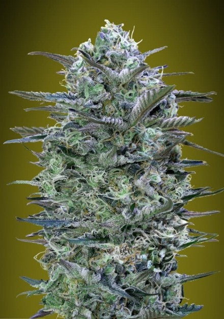 Advanced Seeds - Critical Lemon