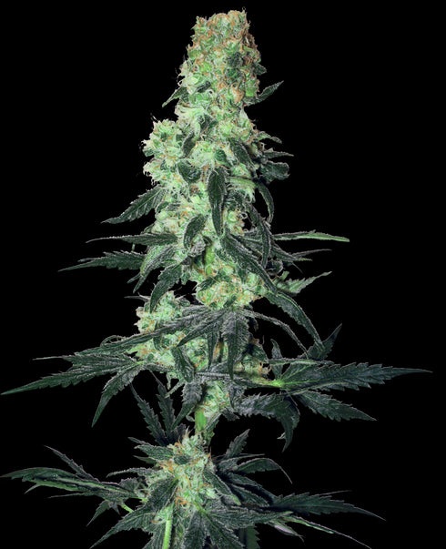 Sensi White Label - Amnesia White