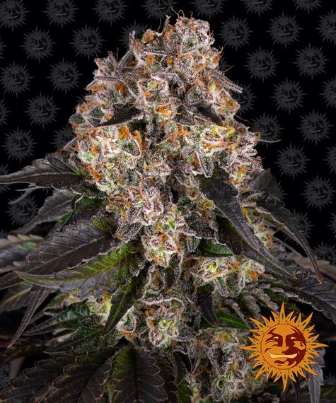 Barney's Farm Seeds - Girl Scout Cookies