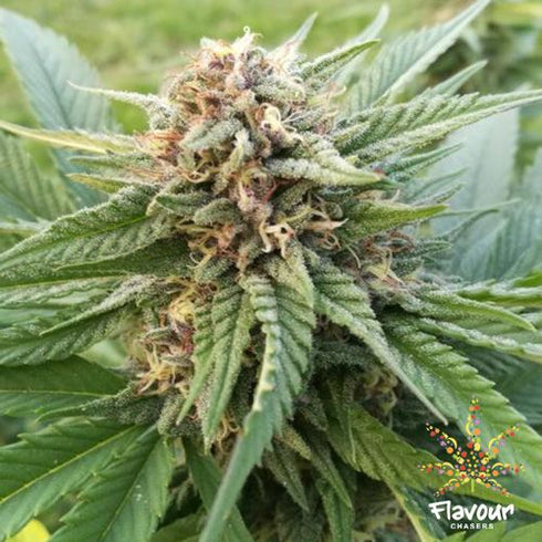 Flavour Chasers Seeds - Dosi Glue