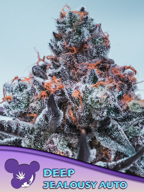 Anesia Seeds - Deep Jealousy Auto