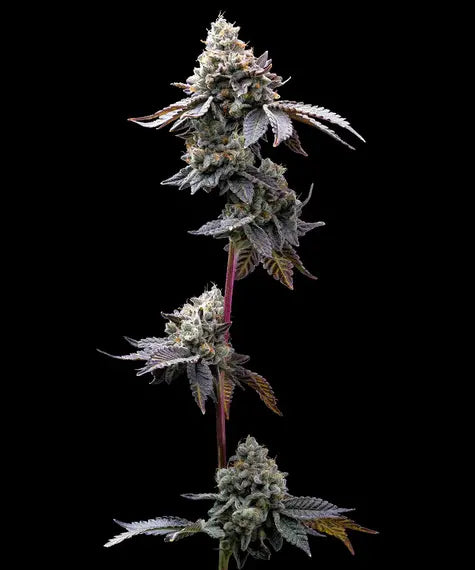 Barney's Farm Seeds - GMO Cookies