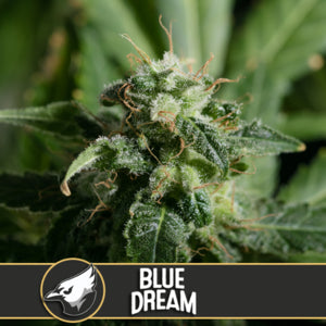 Blimburn Seeds - Blue Dream