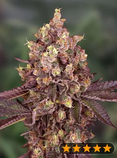 Power Strains - 5 Star Cherry Pie Auto