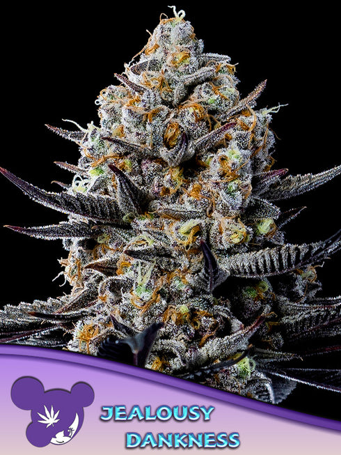 Anesia Seeds - Jealousy Dankness