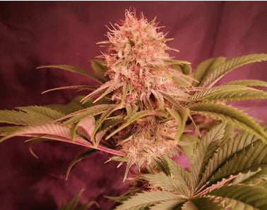 Propaganja Seeds - Tipsy Ape