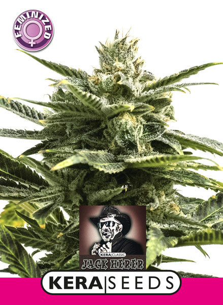 Kera Seeds - Jack Herer