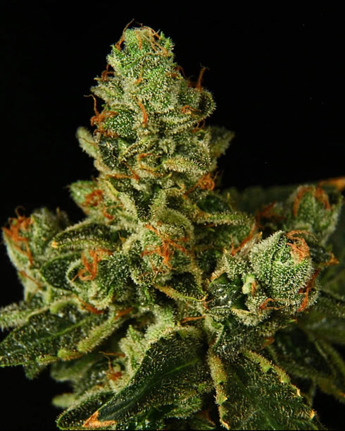 Propaganja Seeds - Stockton Slap OG Auto