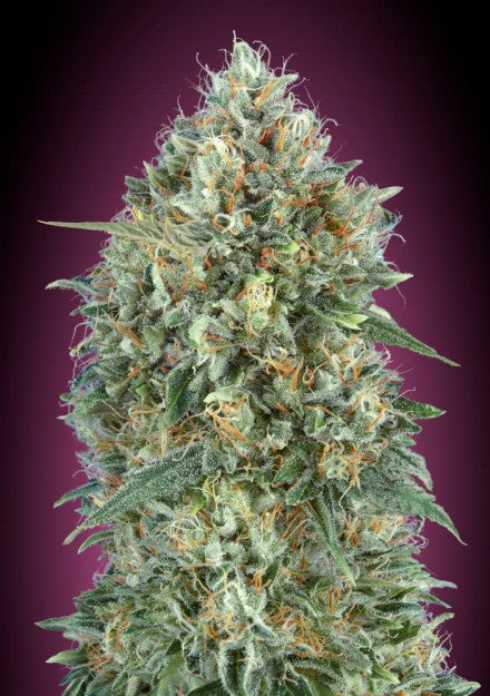 Advanced Seeds - Auto Gelato 33