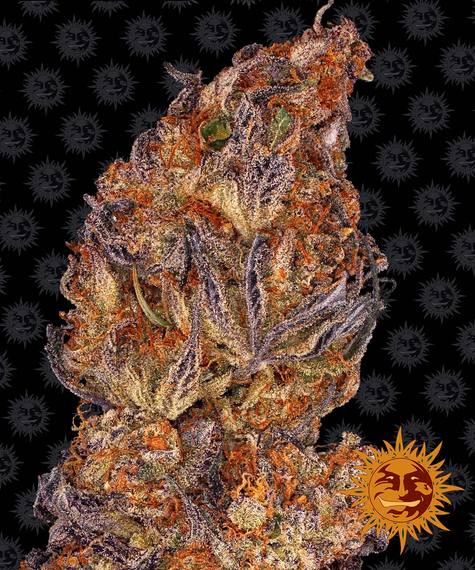 Barney's Farm Seeds - Runtz Auto