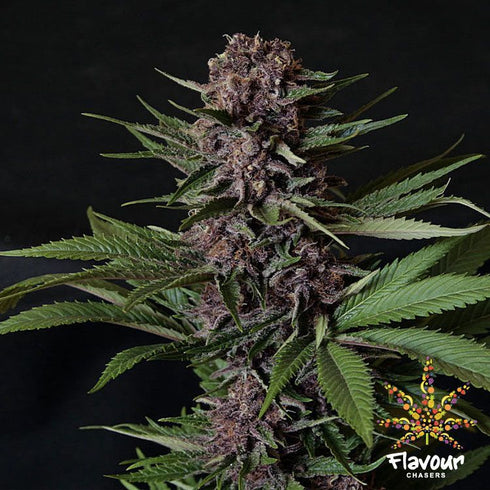 Flavour Chasers Seeds - Purple Mazel Tov