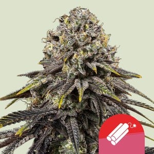 Royal Queen Seeds - Royal Queen x TYSON Dynamite Diesel
