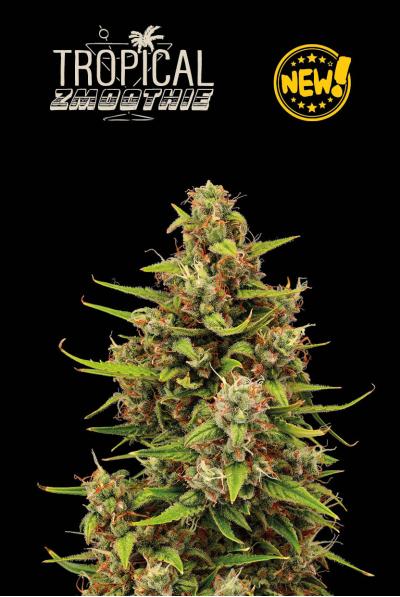 Seed Stockers Seeds - Superior Tropical Zmoothie Auto