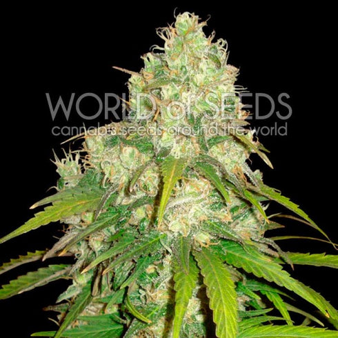 World Of Seeds - Afghan Kush x Yumbolt
