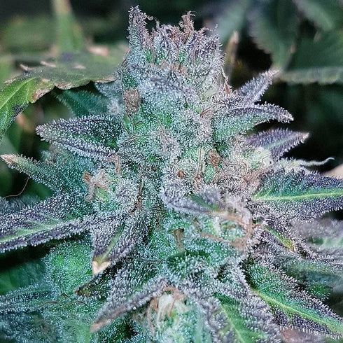 Critical Mass Collective - Auto Purple Skunk Mass