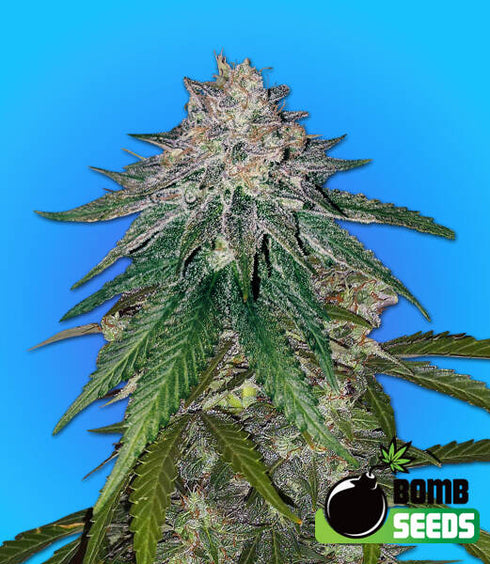 Bomb Seeds - Zkittlez Gum Bomb
