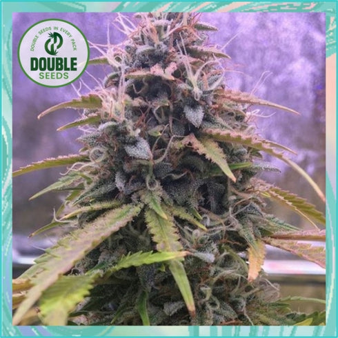 Double Seeds - Stardawg Auto