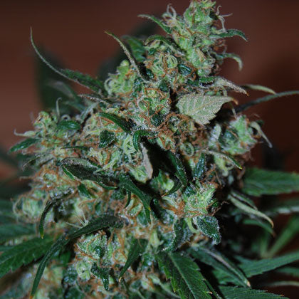 Black Skull Seeds - Power Bud