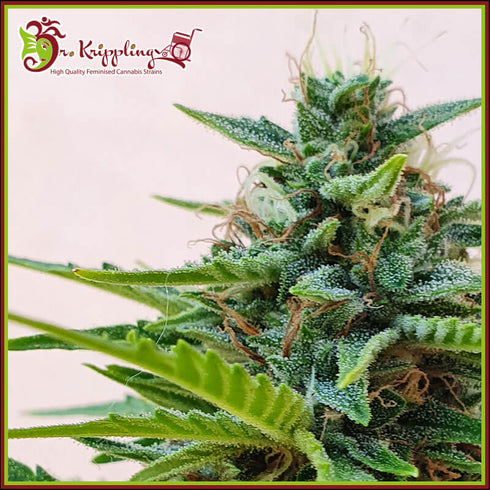 Dr Krippling Seeds - Zesty Zkittlez Auto