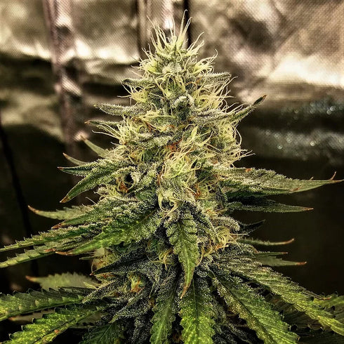 Top Shelf Elite Seeds - Silver Napalm