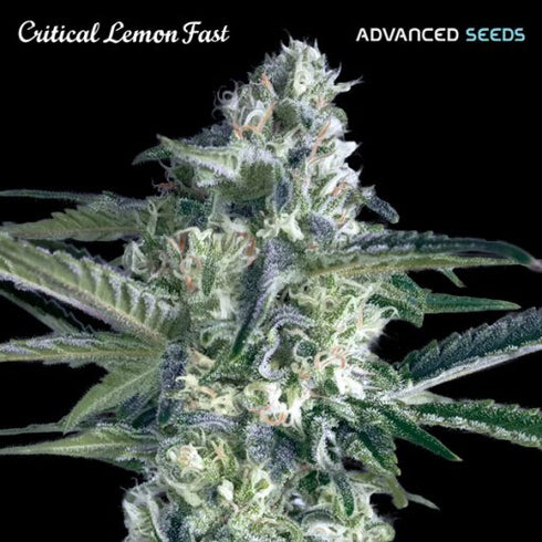 Advanced Seeds - Critical Lemon Fast