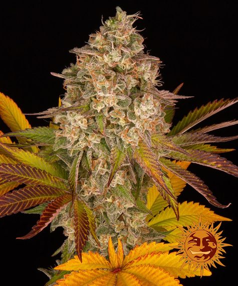 Barney's Farm Seeds - Cookies Kush Auto