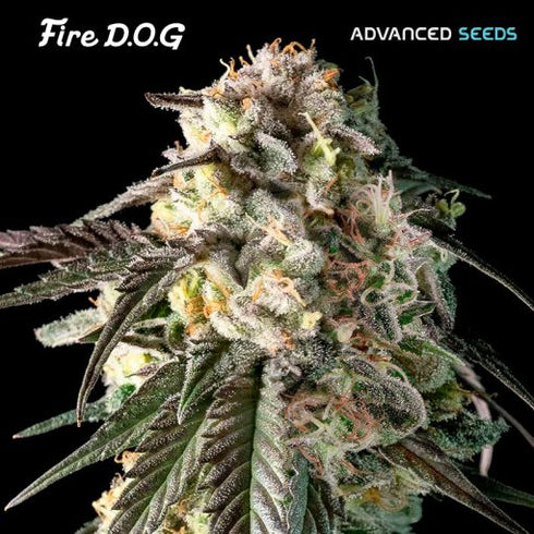 Advanced Seeds - Fire Dog
