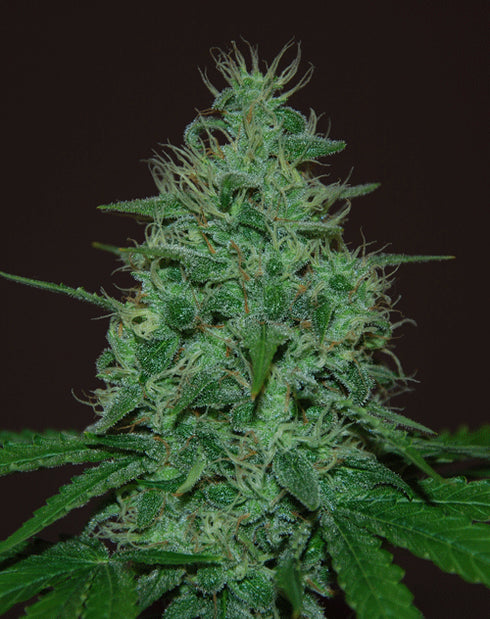Cream Of The Crop - Cropical Fruit Auto