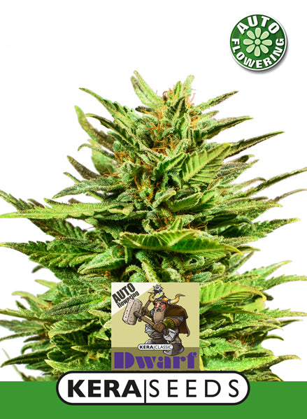 Kera Seeds - Dwarf Auto