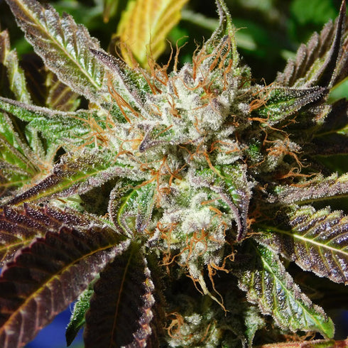 Original Sensible Seeds - Do-Si-Dos Auto