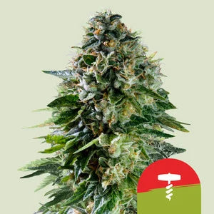 Royal Queen Seeds - Royal Queen x TYSON Corkscrew Auto