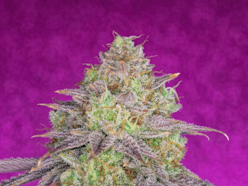 Pure Instinto - Shiskaberry