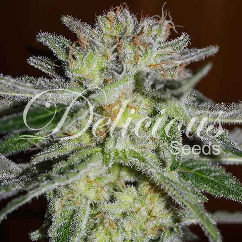 Delicious Seeds - Northern Light Blue
