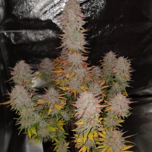 Pure Instinto - Sticky Gorilla #4