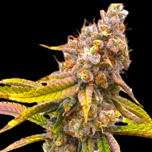 BSB Genetics - Five Alive