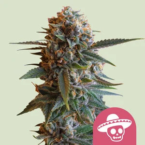Royal Queen Seeds - Mexican Rush