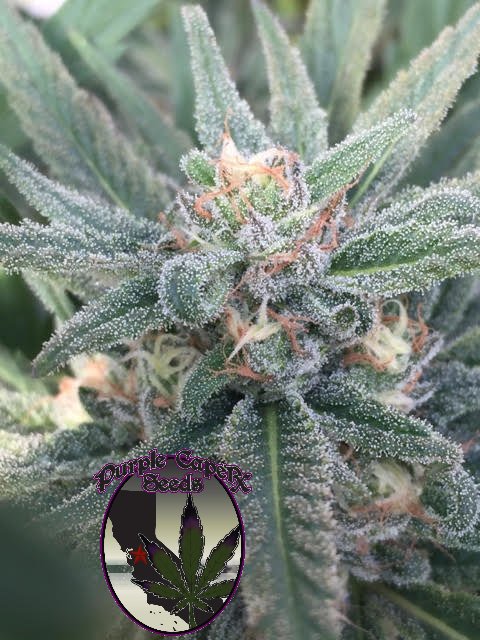 Purple Caper Seeds - Purple Caper OG