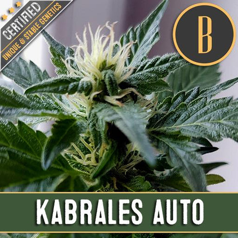 Blimburn Seeds - Kabrales Automatic