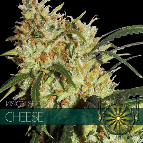Vision Seeds - Gouda's Grass