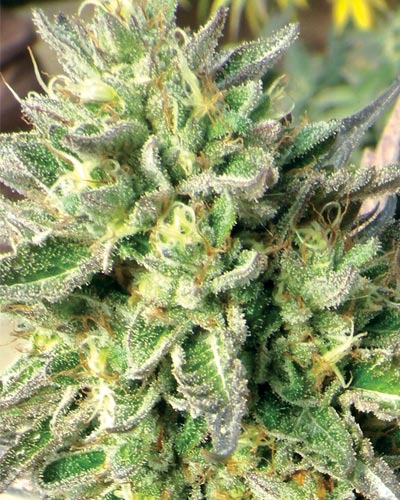 Medicann Seeds - Chem Dawg