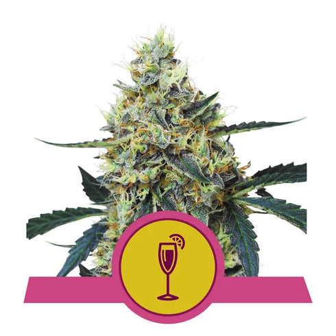 Royal Queen Seeds - Mimosa