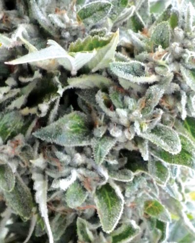 Medicann Seeds - OG Kush