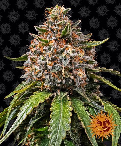 Barney's Farm Seeds - White Widow XXL