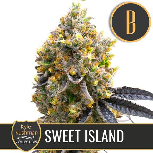 Blimburn Seeds - Kyle's Sweet Island