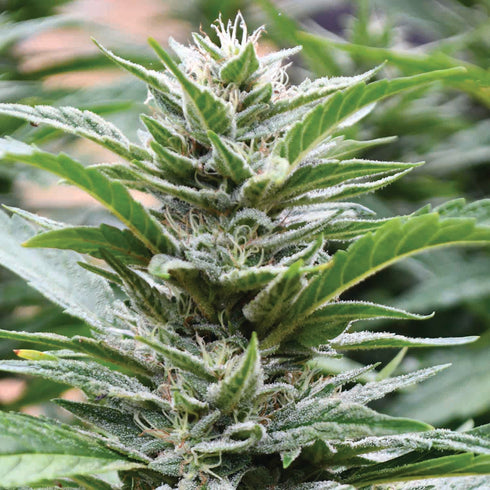 Emerald Triangle - Cookies x 707 Headband