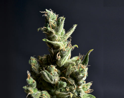C.B.D. Seeds - Amnesia