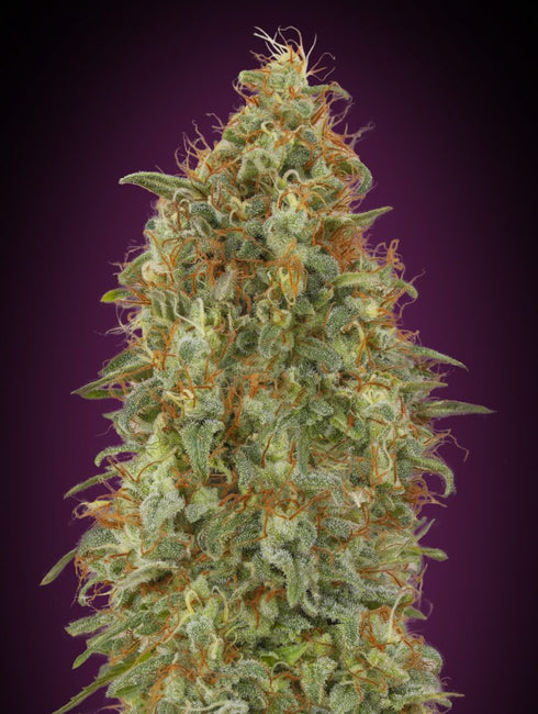 Advanced Seeds - Zkittlez Fast Version