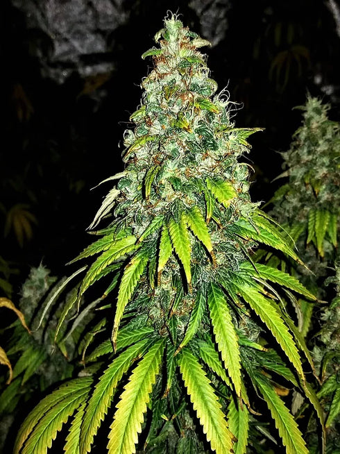 Critical Mass Collective - Auto Blutonium Mass