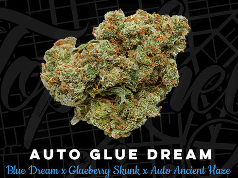 Top Shelf Elite Seeds - Auto Glue Dream